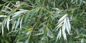 Options for natural pain relief