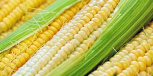 Hidden corn caught me by surprise